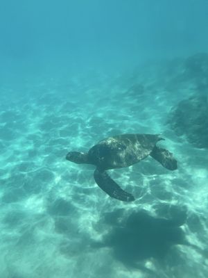 Slaughterhouse Beach by null