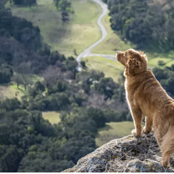 Chesapeake Veterinary Surgical Specialists - Veterinarians Near Me - Cockeysville, Maryland Chesapeake Veterinary Surgical Specialists - Veterinarians Near Me - Cockeysville, Maryland