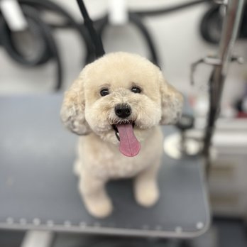 DapperTails - Pet Groomers Near Me DapperTails - Pet Groomers Near Me