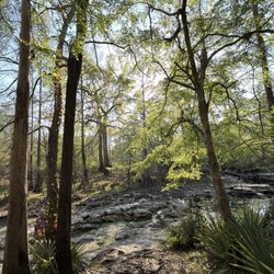 Wes Skiles Peacock Springs State Park
