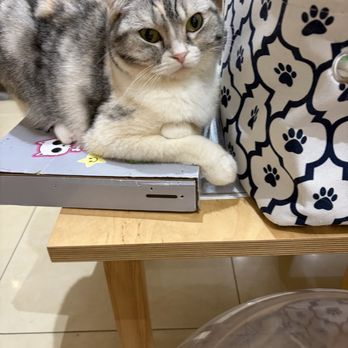 Cat Cafe MOFF Pearlridge Center - Themed Cafes Near Me - Aiea, Hawaii