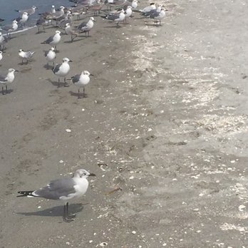 Captiva Beach - I think the birds were people watching - Beaches Near Me - Captiva, Florida Captiva Beach - I think the birds were people watching - Beaches Near Me - Captiva, Florida