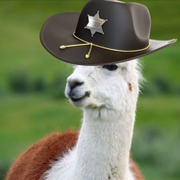 a llama wearing a cowboy hat