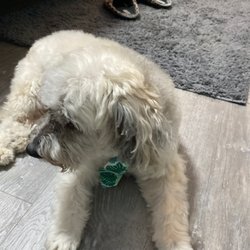 Dream Specialties Dog Grooming