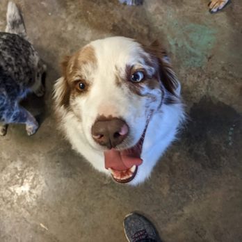 Pawsitively Paradise Dog Resort - This is Cady. One of our sweetest paw family. She's here 4 days a week and gets along with everybody. - Pet Groomers Near Me - Lexington, Kentucky Pawsitively Paradise Dog Resort - This is Cady. One of our sweetest paw family. She's here 4 days a week and gets along with everybody. - Pet Groomers Near Me - Lexington, Kentucky