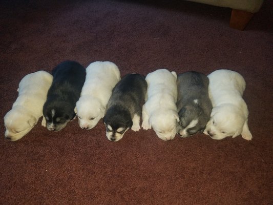 Bear Trail Farm by null