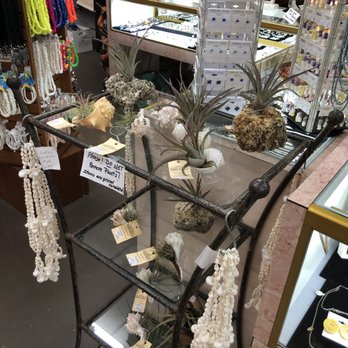 The Shell Shop - Sunburst Trading - Air plants - Home & Garden Near Me - Saint Augustine, Florida The Shell Shop - Sunburst Trading - Air plants - Home & Garden Near Me - Saint Augustine, Florida