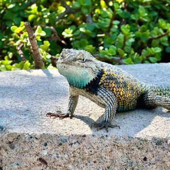 The Living Desert - Lizard - Zoos Near Me - Palm Desert, California The Living Desert - Lizard - Zoos Near Me - Palm Desert, California