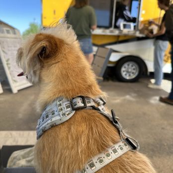 Vail Coffee Stop - Otie enjoying his morning coffee break - Coffee & Tea Near Me - Vail, Arizona
