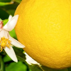 Lemon Tree Pool Service