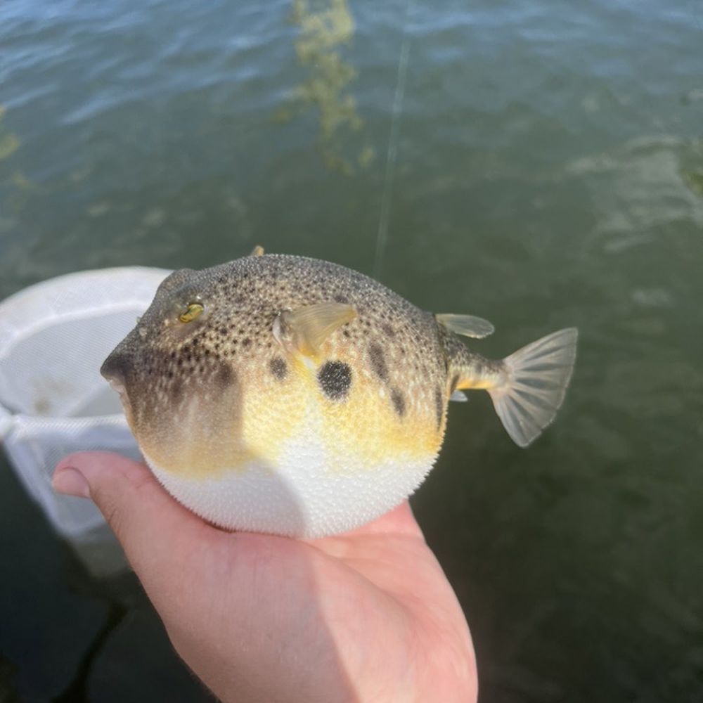 Tobay Beach - Pufferfish - Beaches Near Me