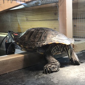 Yellowstone Wildlife Sanctuary - Turtles in the tan hut - Zoos Near Me - Red Lodge, Montana Yellowstone Wildlife Sanctuary - Turtles in the tan hut - Zoos Near Me - Red Lodge, Montana