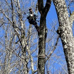 L and M Tree Service - This is a few jobs that we have done in the last few weeks
