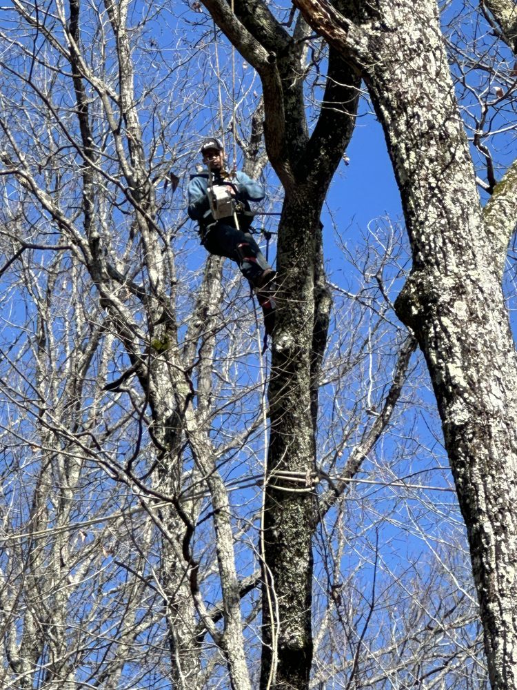 L and M Tree Service - tree service in Knoxville, TN