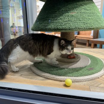 Cat Cafe Moff - Themed Cafes Near Me - Honolulu, Hawaii