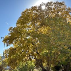 Tony Grampsas Dog Park - Beautiful trees.