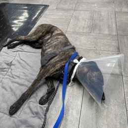 Post-op cone of shame