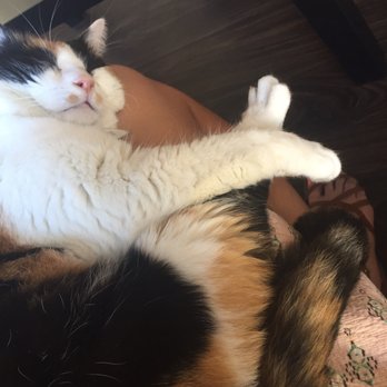 Pounce Cat Cafe - Pet Adoption Near Me - Charleston, South Carolina