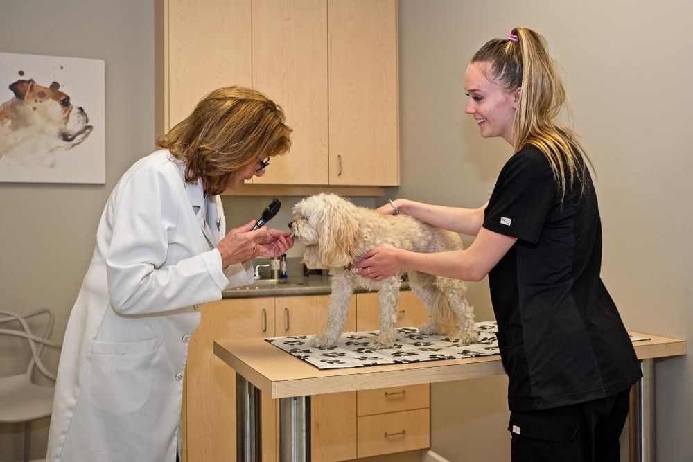 NORTHSHORE VETERINARY CLINIC Updated October 2024 42 Photos & 19