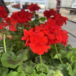 Brandywine Growers
