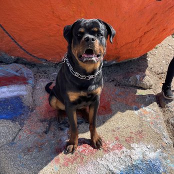 TLC K9 Training - Pet Training Near Me