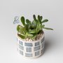 BUDS Plant Boutique