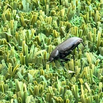 EnviroGuard - All these are LIVE BUGS we got AFTER using EnviroGuard. Never had an infestation like this EVER. - Pest Control Near Me - Albuquerque, New Mexico