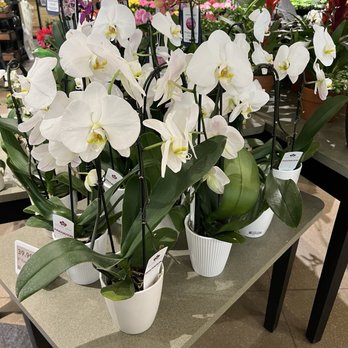 Schnucks Lindenwood - Pretty - Grocery Near Me - St. Charles, Missouri