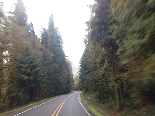 Willamette National Forest by null