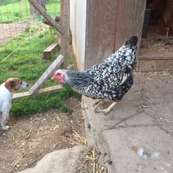 Creek Crossing Farm at Chappelle Hill B&B - Fresh eggs!