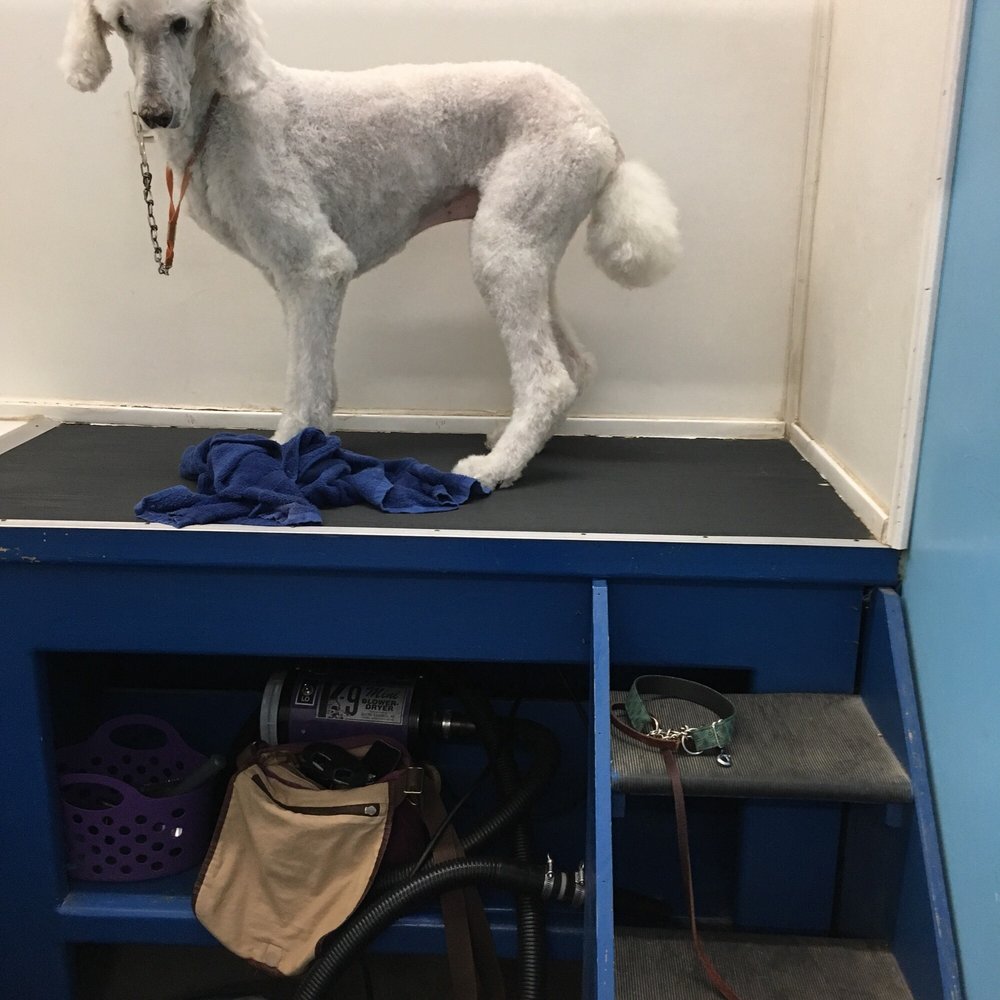 MESSY MUTTS Updated August 2024 12 Photos & 12 Reviews 2060