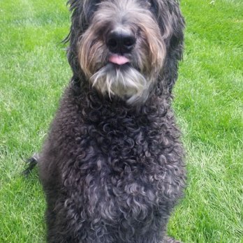 funky poodle grooming