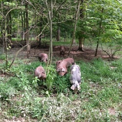 Simpson's Farm Market - Our pigs are raised in their natural forest habitat!  They eat grass, nuts, roots and berries in addition to gmo-free grain.