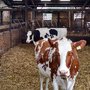 Photo of Morwick Dairy Ice Cream