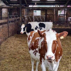 Morwick Dairy Ice Cream