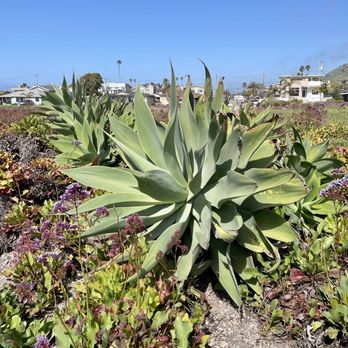 Dinosaur Caves Park - Parks Near Me - Pismo Beach, California