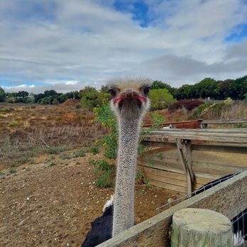 Ostrichland USA - Attraction Farms Near Me - Solvang, California
