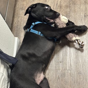 Stofer's Labs - Olaf (3 months) - Pet Training Near Me - Prunedale, California Stofer's Labs - Olaf (3 months) - Pet Training Near Me - Prunedale, California