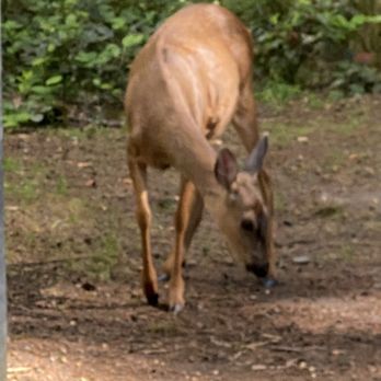 Oxbow Regional Park - Deer - Parks Near Me - Gresham, Oregon