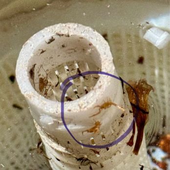 Bulwark Exterminating - Baby scorpions on pool skimmer - Pest Control Near Me - Phoenix, Arizona