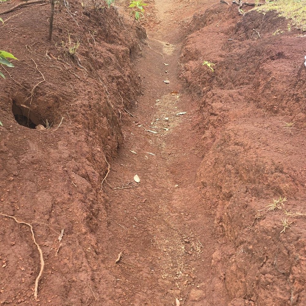 Aiea Loop Trail - Hiking Near Me - Aiea, Hawaii