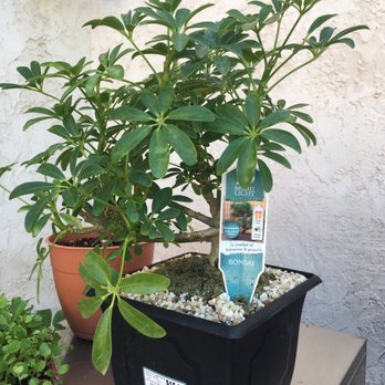 Walmart Garden Center - $15 great deal - Nurseries & Gardening Near Me - Poway, California