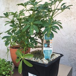 Walmart Garden Center - $15 great deal
