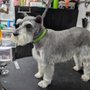 We Love Big Mutts Groomers