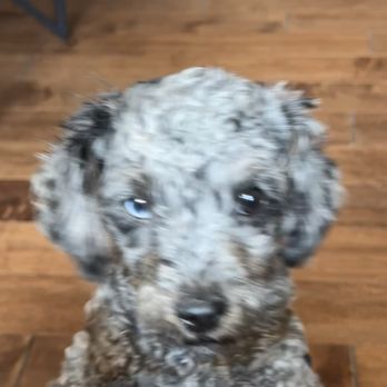 PetSmart - Le petit Prince! - Pet Training Near Me - Parker, Colorado