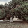Old Oak Park