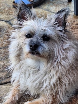 Barkin Around The Clock