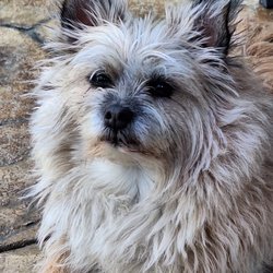 Barkin Around The Clock