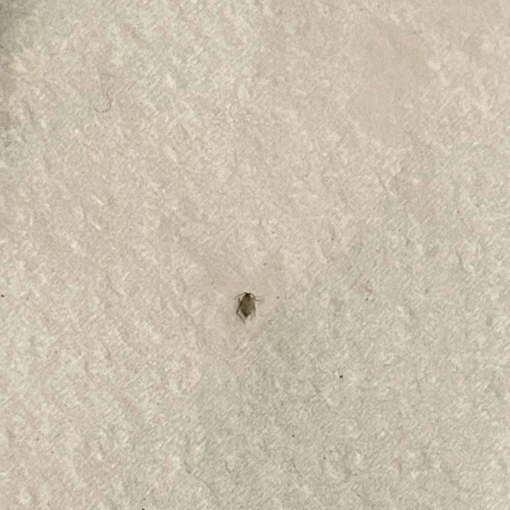Pho Thom - Bug in soup :( - Thai Near Me - College Park, Maryland