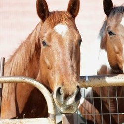 Aliso Ranch Stables